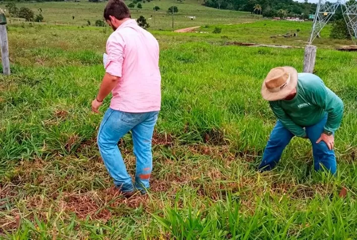 Nortão: biopesticida para braquiária é desenvolvido por universidade e pesquisa mostra bom resultado