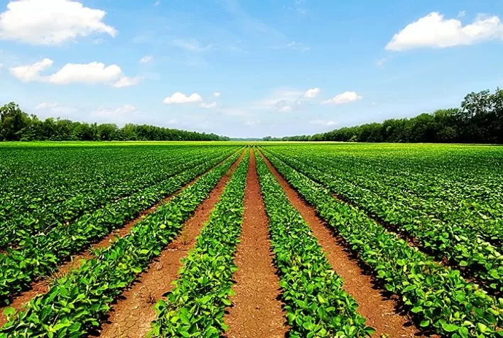 Agricultores ganham um novo aliado no manejo das lavouras de soja