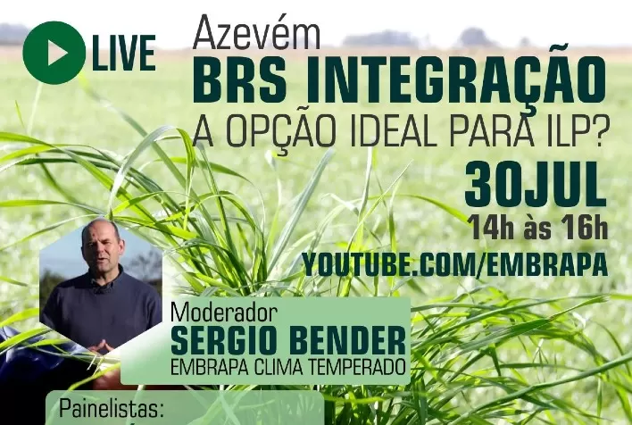 Live sobre Azevém BRS Integração mostra seu diferencial para sistemas de ILP