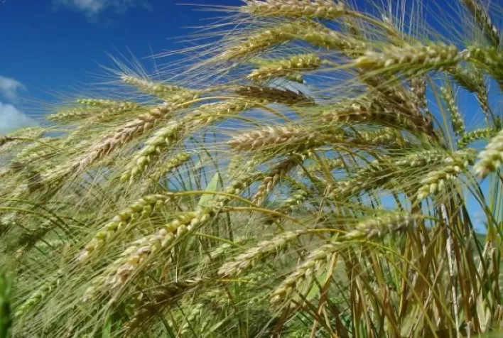 Safra de trigo em SC deve atingir 290 mil toneladas na próxima colheita