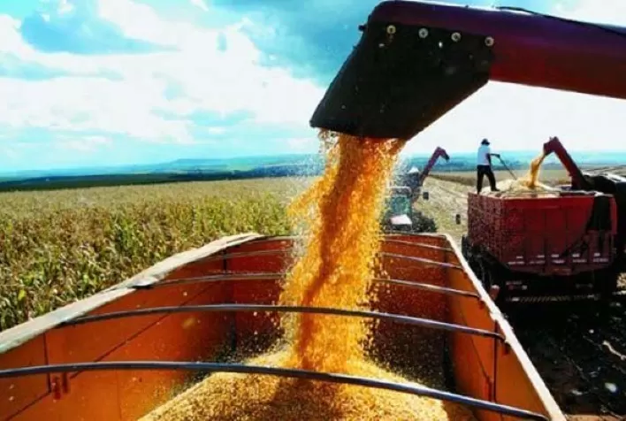 Colheita do milho passa dos 72% no MT enquanto IMEA reduz produtividade e eleva mais uma vez custos de produção