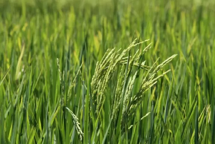 Bactérias aumentam em 30% produtividade do arroz