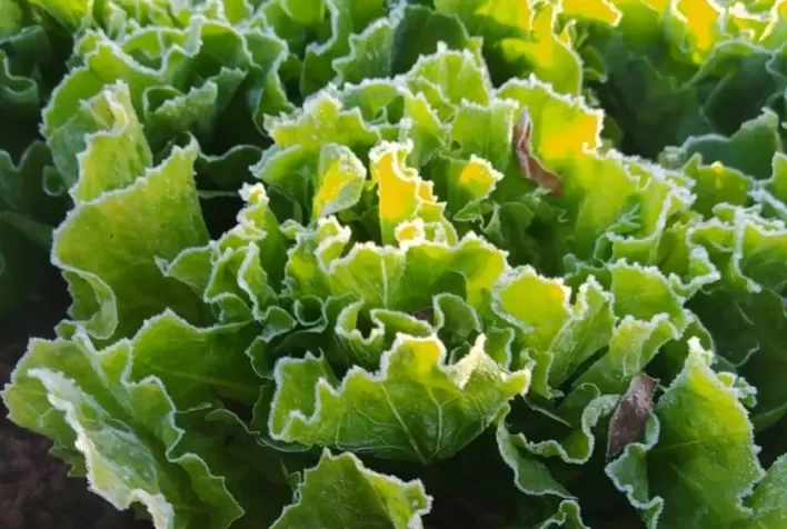 Geadas afetaram produção de alimentos e preços devem subir