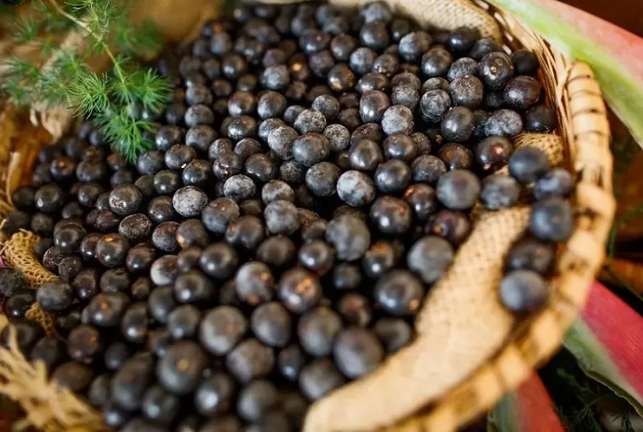 Cultivo de açaí no Pará é exemplo de produção sustentável