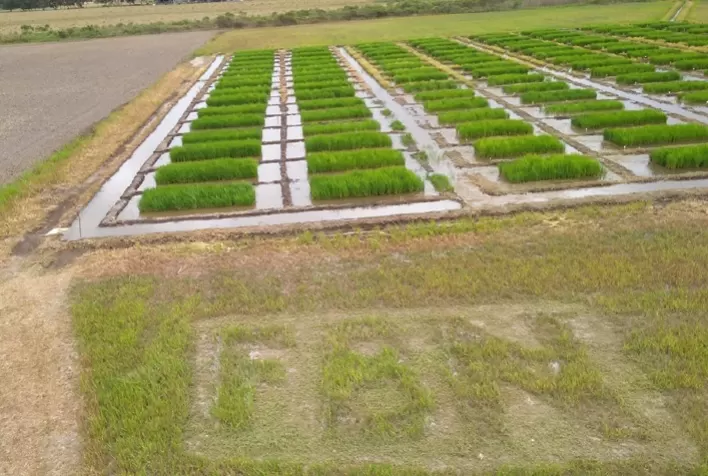 Consórcio de bactérias tem potencial de aumentar em até 30% a produtividade do arroz