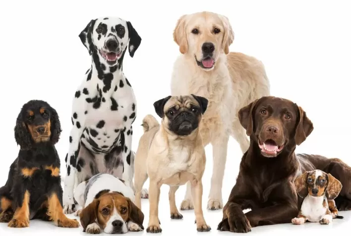 Boehringer Ingelheim Saúde Animal lança novo medicamento para parasitas internos e externos em cães no Brasil