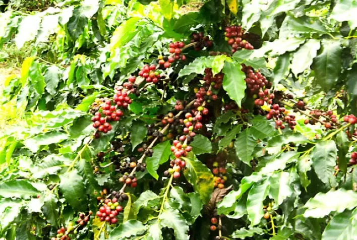Fairfax lança seguro inovador para a cafeicultura