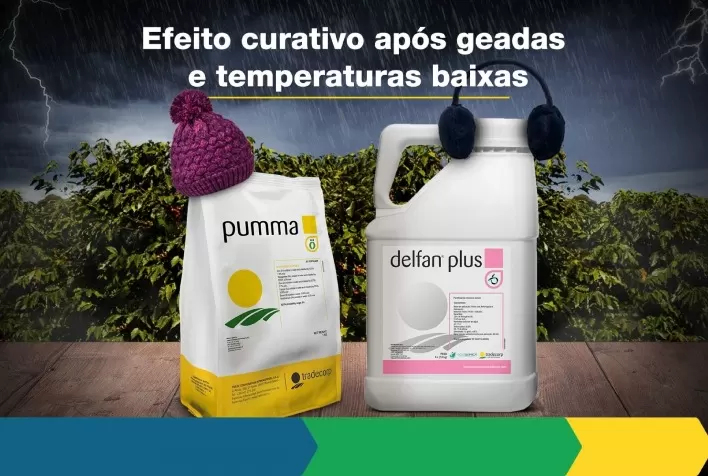 Inverno rigoroso e geadas: como realizar o manejo fisiológico das plantas e evitar perdas de produtividade?