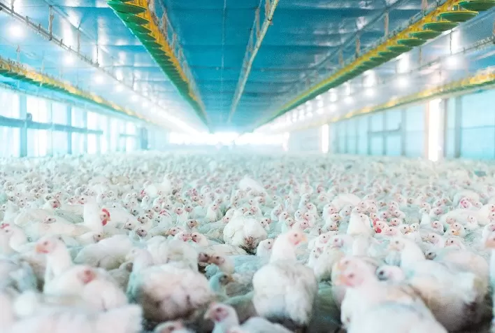Produtor otimiza uso da ração e melhora conversão alimentar das aves com manejo correto