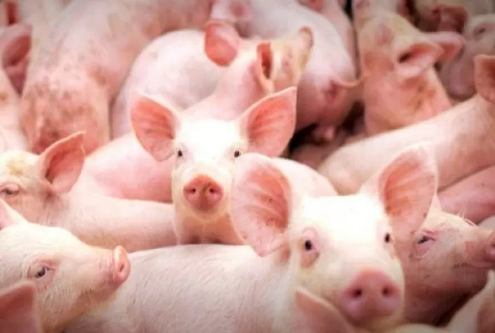 Diretor da Asumas fala sobre crescimento da suinocultura em MS