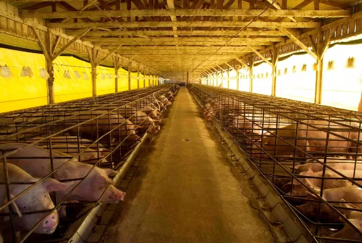 Secretaria da Agricultura reforça vigilância para evitar entrada da peste suína africana no Estado