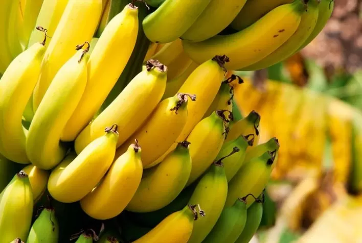 Especialistas debatem tendências sobre a cultura da banana em webinar gratuito