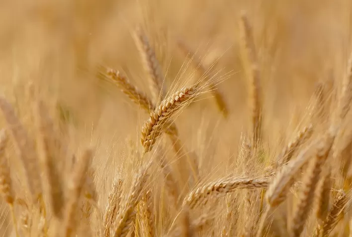Produção de grãos deverá atingir 330 milhões de toneladas na próxima década
