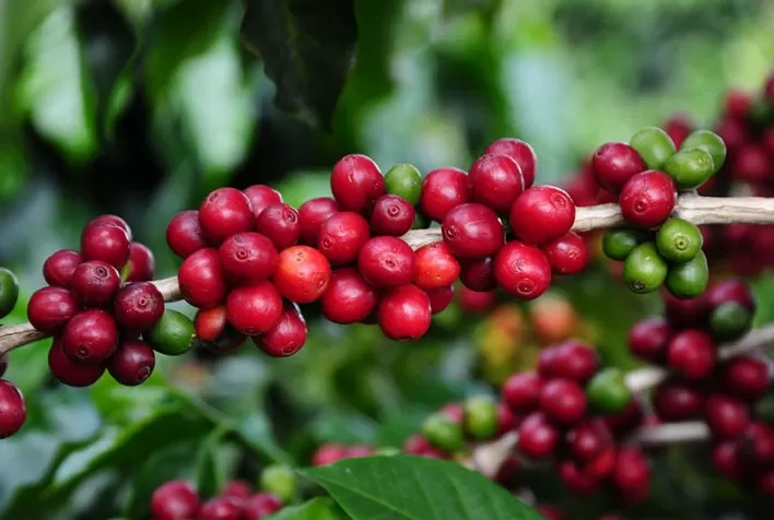 Produção de café deverá ser 10% menor que ano passado