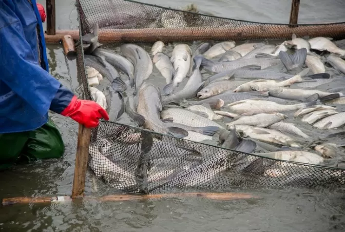 AQUICULTURA E PESCA: Mais de 3 mil pescadores de Pernambuco já se recadastraram no Sistema Informatizado de Registro da Atividade Pesqueira