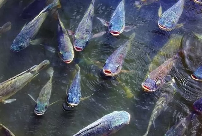 Exportação de peixes para o Oriente Médio gera US$ 8 milhões de receita no primeiro semestre de 2021