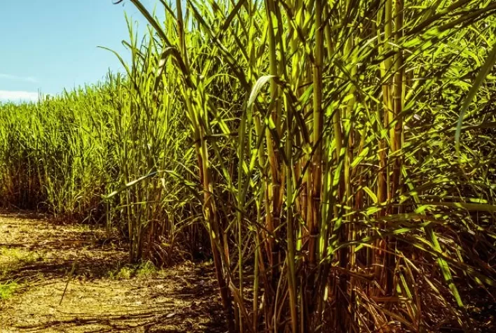 Cana-de-açúcar vai sofrer impacto do clima, diz CEO da BP-Bunge