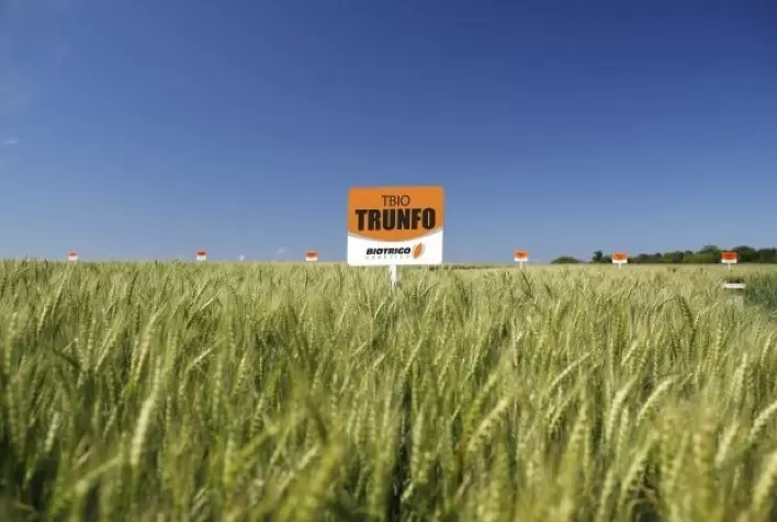 Novas cultivares da Biotrigo são indicadas em Reunião de Pesquisa de Trigo