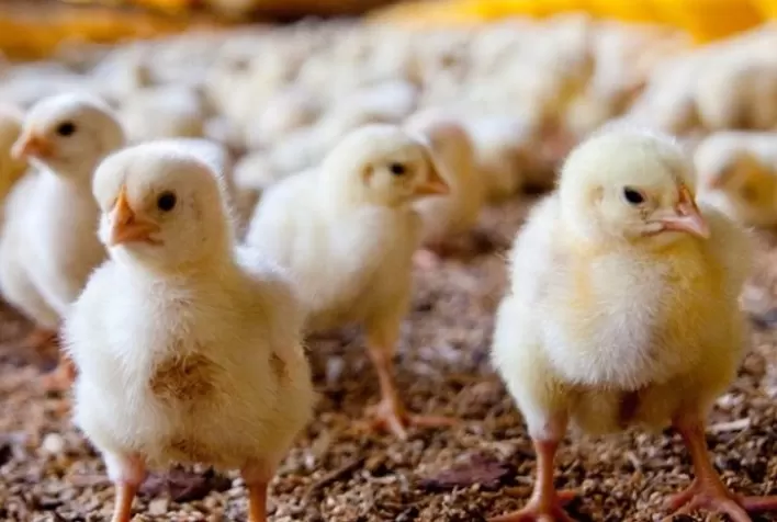 Cobb debate manejo de pintinho e produção livre de antibiótico em webinar