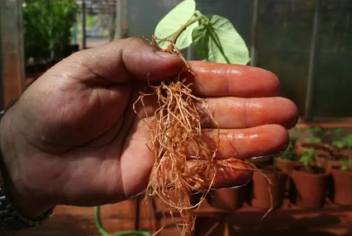 Bayer apresenta nova solução para o manejo de nematoides na soja