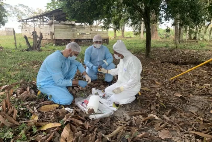 PREVENÇÃO: Governo declara emergência fitossanitária em três estados para ações preventivas da monilíase do cacaueiro
