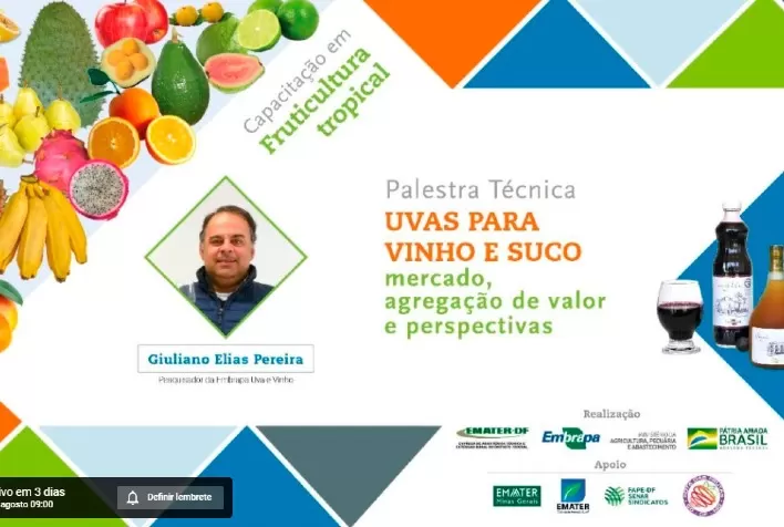 Uvas para vinho e suco são o tema de palestra técnica on-line nesta terça-feira (10)
