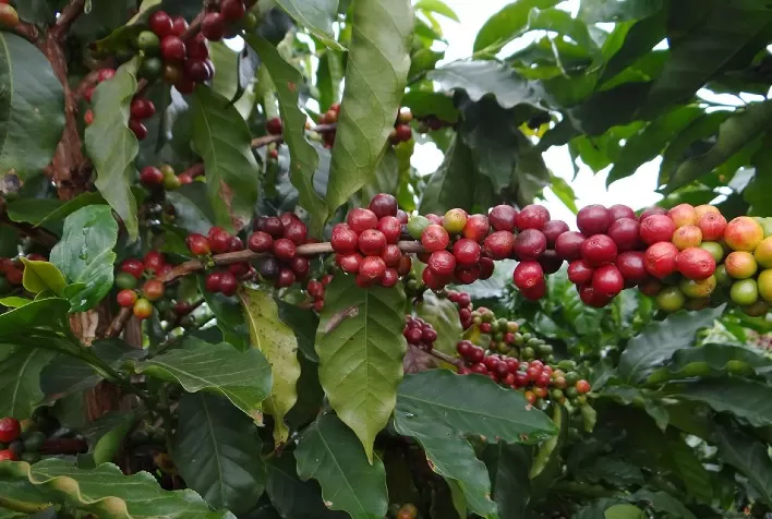Café: NY abre semana com desvalorização, enquanto Londres sobe apoiado na redução de oferta do Vietnã