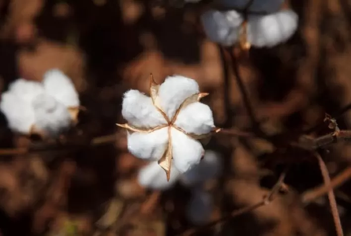 Nova geração de biotecnologia para algodão da Bayer chega ao mercado na safra 21/22