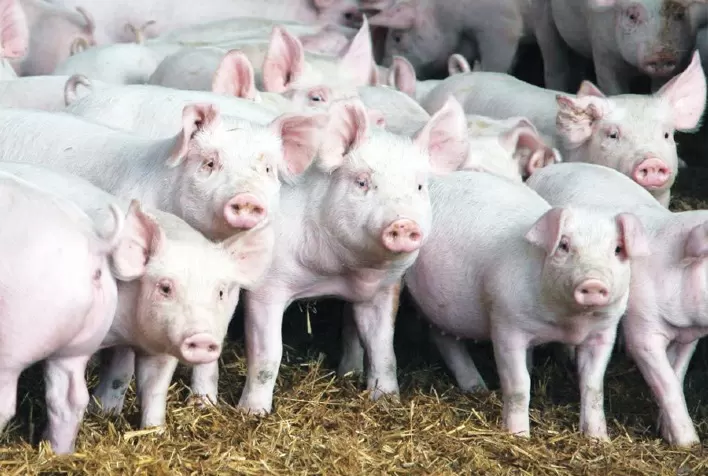 América Latina constitui comitê de crise para prevenção de Peste Suína Africana