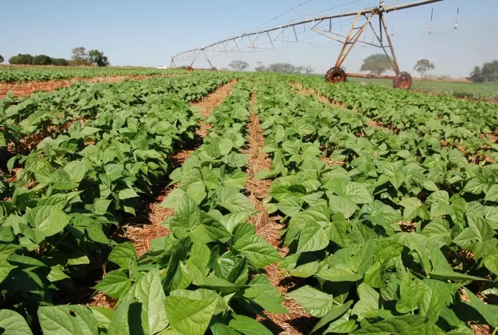 Clima impacta segunda safra em Goiás, mas boa parte das culturas deve apresentar estabilidade ou crescimento no ciclo 2020/2021
