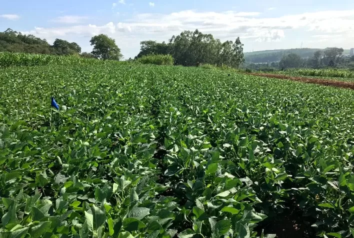 Estudo analisa impactos das mudanças climáticas na cultura da soja no Brasil