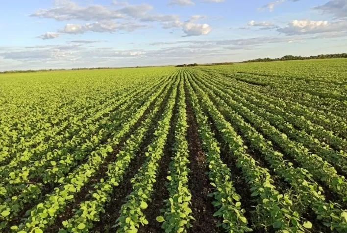 Agro Norte lança duas novas sementes de soja convencional de alta produtividade para safra 2021/22