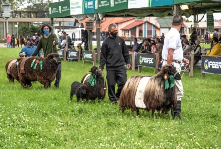 Uma Expointer diferente: saiba como serão os protocolos sanitários dentro da maior feira agropecuária da América Latina