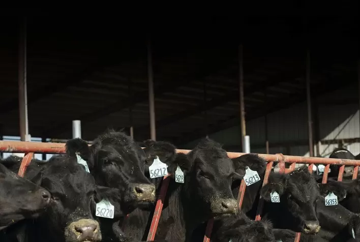 Parceria abre portas do mercado de corte para produtores leiteiros