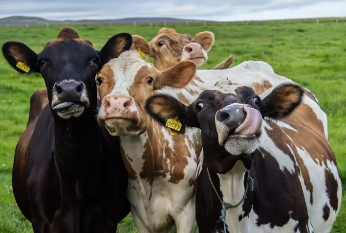 Pastos para vaca de leite não são todos iguais