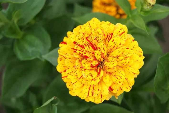 Confira as novas variedades de flores da ISLA Sementes