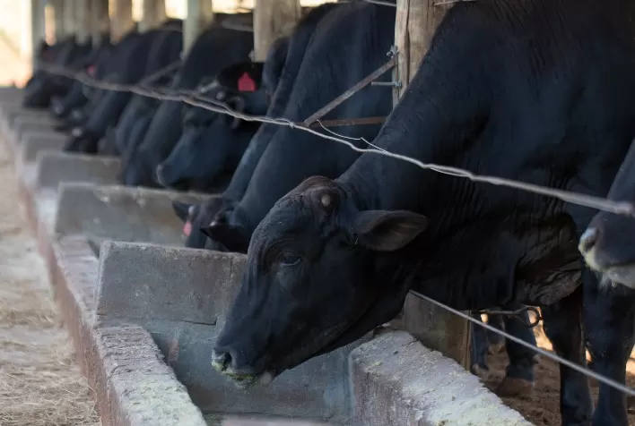 Confinamento de bovinos não é projeto somente para grandes produtores