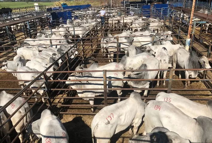 Megaleilão Nelore CFM vende 502 touros pela média de R$ 20 mil