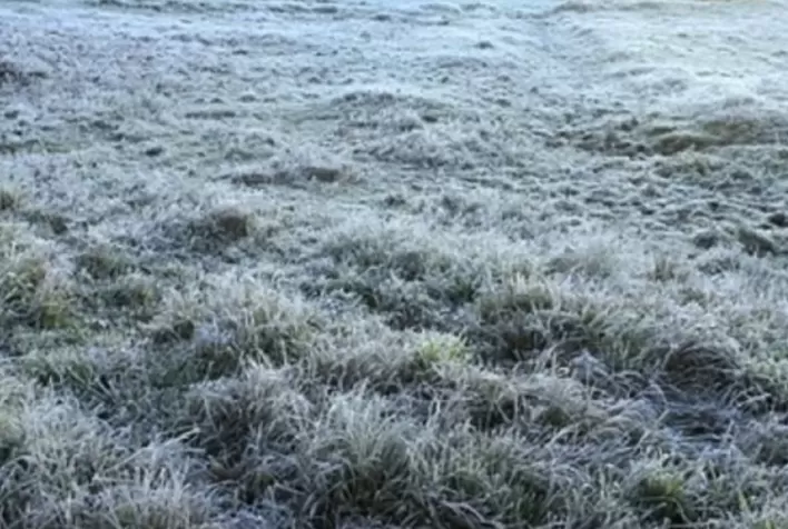 Emater-MG divulga levantamento de área afetada pelas geadas em pastagens, grãos, frutas, hortaliças e flores