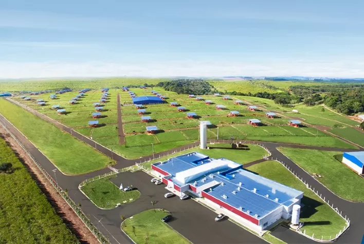 Com número recorde de touros, Central Bela Vista vai acelerar a produção no segundo semestre