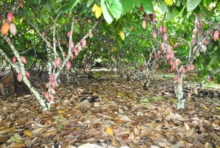 Inmet firma a primeira apólice do Seguro Paramétrico para produção de cacau no sul da Bahia