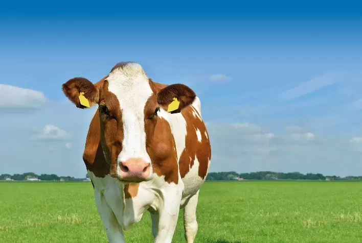 Vacas bem nutridas melhoram a qualidade do leite e seus derivados