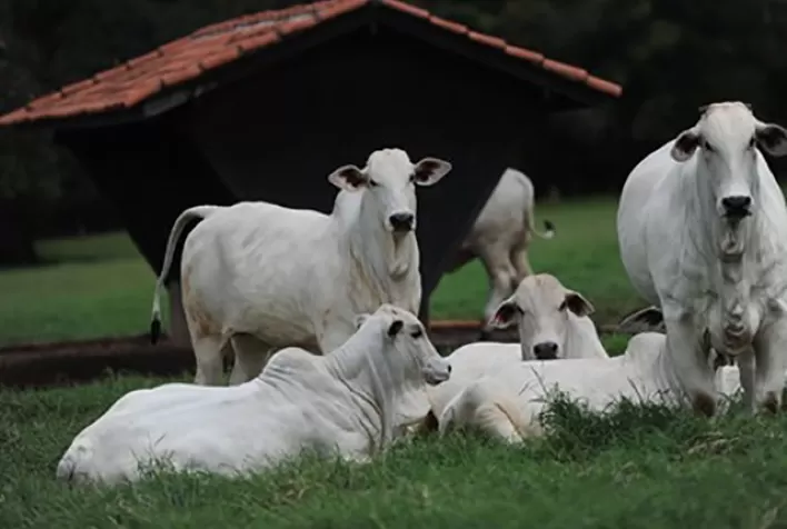 Marfrig faz parceria com Unesp para pesquisa sobre bem-estar animal
