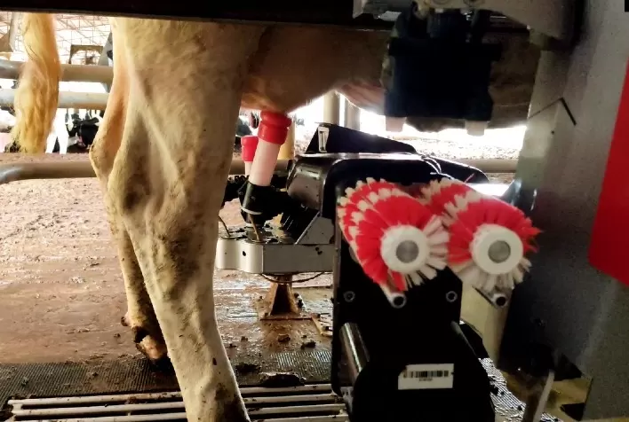 Fazenda obtém ganho de 20% na produtividade com terceira ordenha robotizada