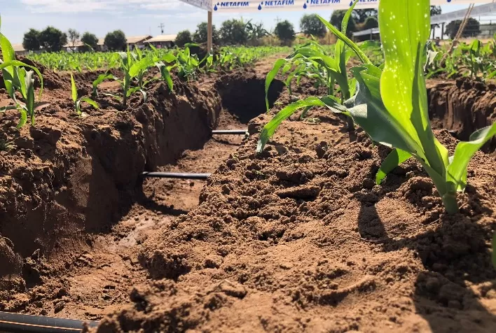 Produtores de grãos driblam desafios climáticos com implantação de sistemas de irrigação por gotejamento