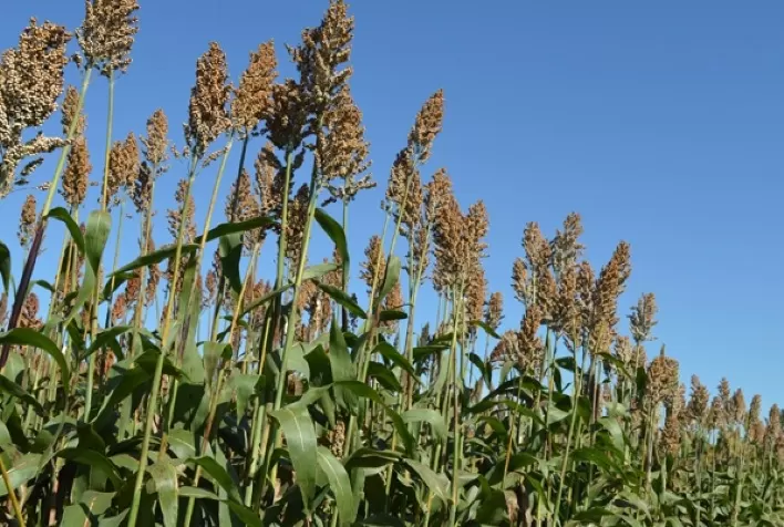 Como substituto do milho, sorgo volta a ganhar espaço em Mato Grosso