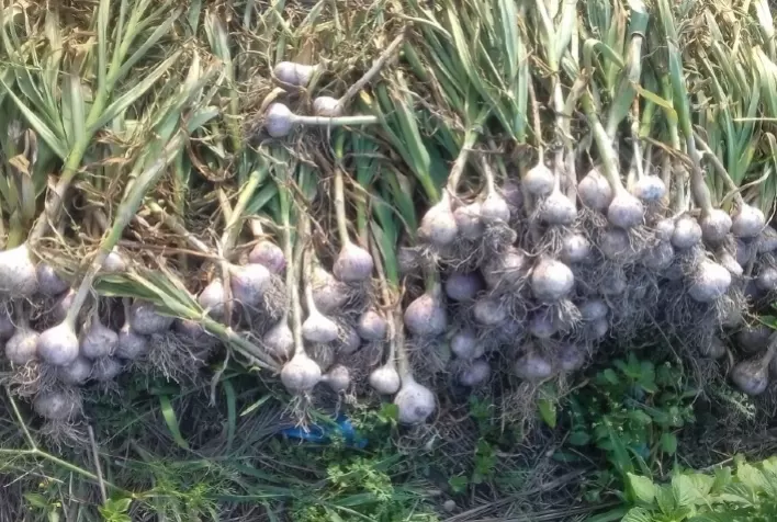 Agricultores de Gouveia vão colher uma safra de alho 30% maior