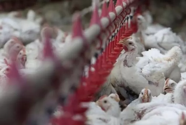 Frango vivo x farelo de soja: quase a mesma paridade de preços do final de 2019