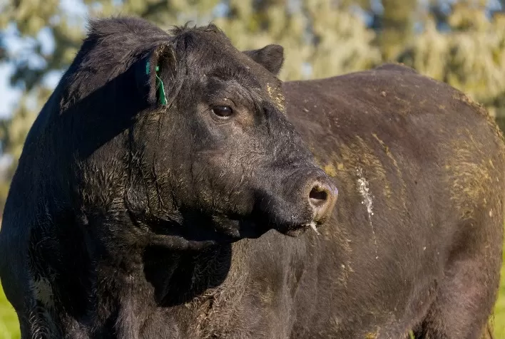 Venda de sêmen Angus produzido no Brasil cresce 36,68% no primeiro semestre