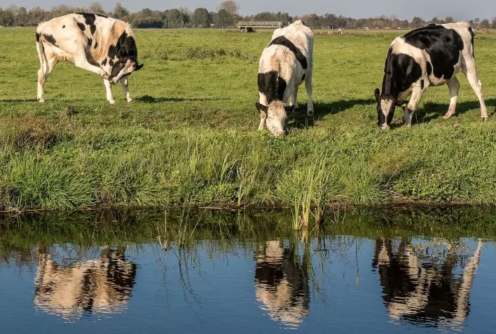 Dias de chuvas: como evitar infestação do carrapato-do-boi com a chegada da primavera